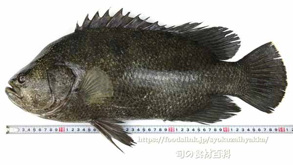 マツダイ,松鯛,Lobotes surinamensis,Tripletail