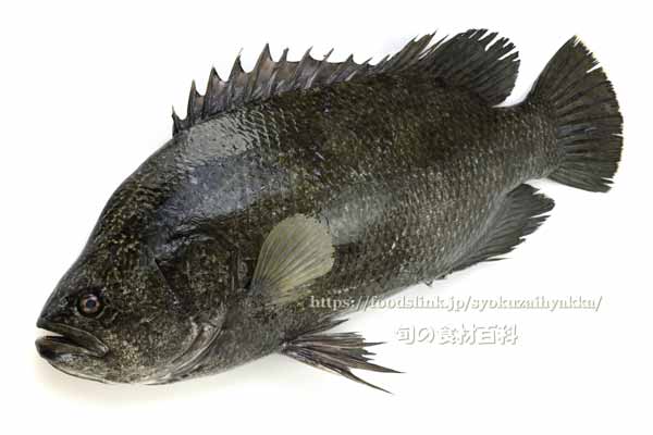 マツダイ,松鯛,Lobotes surinamensis,Tripletail