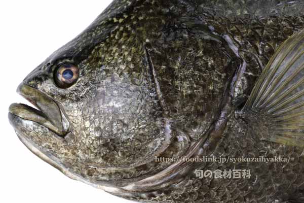 マツダイ,松鯛,Lobotes surinamensis,Tripletail