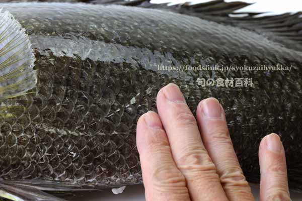 マツダイ,松鯛,Lobotes surinamensis,Tripletail