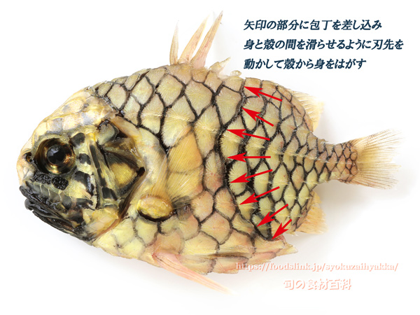 マツカサウオ Monocentris japonica Pineconefish　Pineapple fish