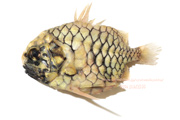 マツカサウオ Monocentris japonica Pineconefish　Pineapple fish