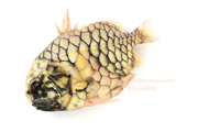 マツカサウオ Monocentris japonica Pineconefish　Pineapple fish