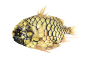 マツカサウオ Monocentris japonica Pineconefish　Pineapple fish