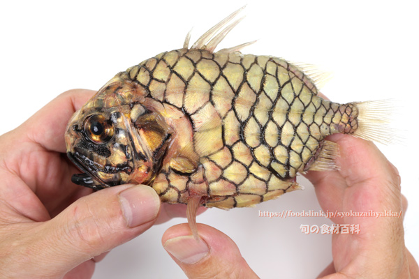 マツカサウオ Monocentris japonica Pineconefish　Pineapple fish