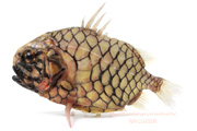 マツカサウオ Monocentris japonica Pineconefish　Pineapple fish