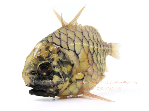 マツカサウオ Monocentris japonica Pineconefish　Pineapple fish