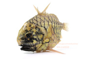 マツカサウオ Monocentris japonica Pineconefish　Pineapple fish