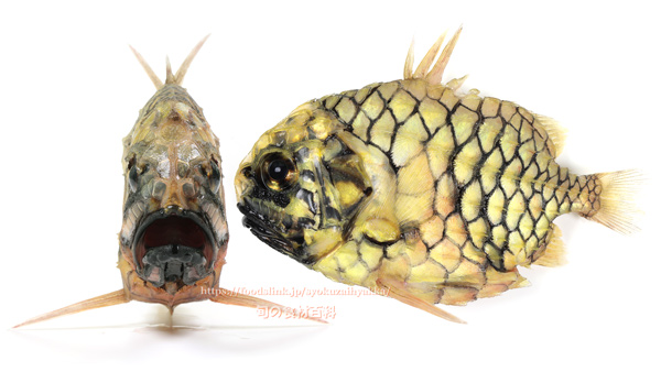 マツカサウオ Monocentris japonica Pineconefish　Pineapple fish