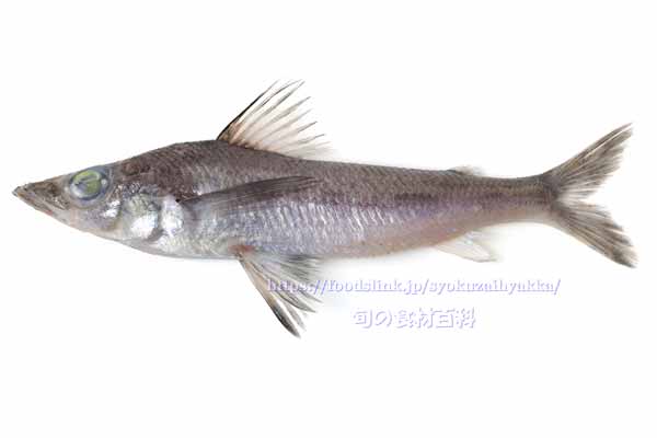 トモメヒカリ- Chlorophthalmus acutifrons -