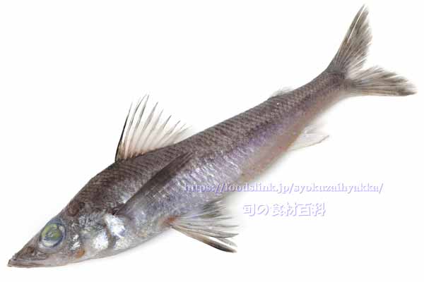 トモメヒカリ- Chlorophthalmus acutifrons -