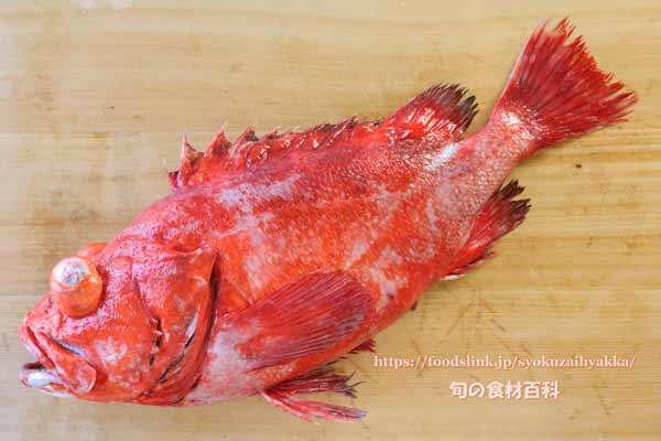 ヒレグロメヌケ,Sebastes borealis,Shortraker rockfish