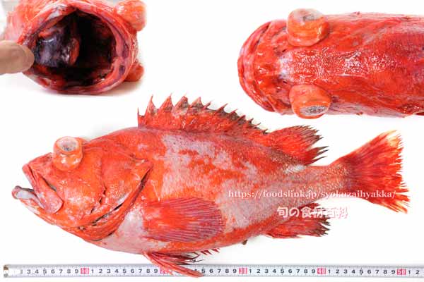 ヒレグロメヌケ,Sebastes borealis,Shortraker rockfish