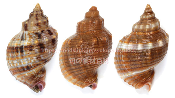 ミクリガイ - Siphonalia cassidariaeformis -