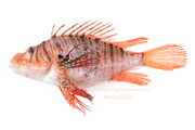 ミノカサゴ　Pterois lunulata　Luna lionfish