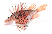 ミノカサゴ　Pterois lunulata　Luna lionfish