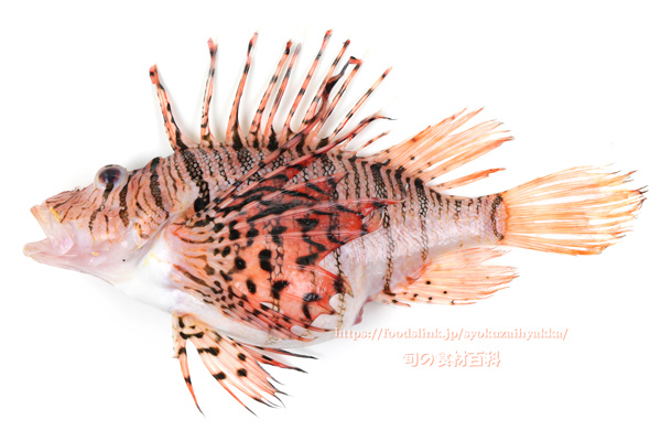 ミノカサゴ　Pterois lunulata　Luna lionfish