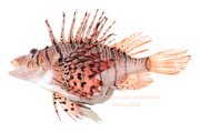 ミノカサゴ　Pterois lunulata　Luna lionfish