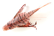 ミノカサゴ　Pterois lunulata　Luna lionfish