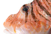 ミノカサゴ　Pterois lunulata　Luna lionfish
