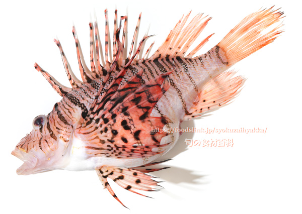 ミノカサゴ　Pterois lunulata　Luna lionfish