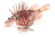 ミノカサゴ　Pterois lunulata　Luna lionfish