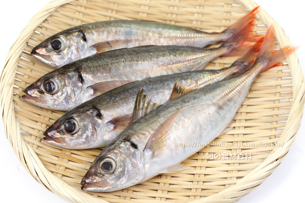 アカアジ　赤鯵　ムロアジ類