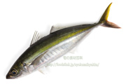 ムロアジ - Decapterus muroadsi -