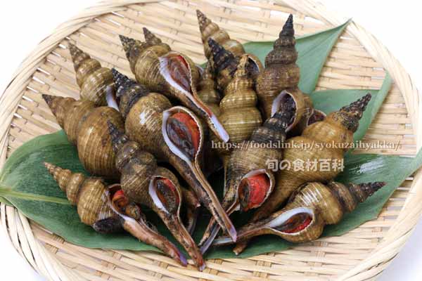 ナガニシ、ハシナガニシ ナガニシ,ハシナガニシ