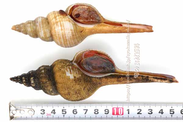 ナガニシ、ハシナガニシ ナガニシ,ハシナガニシ