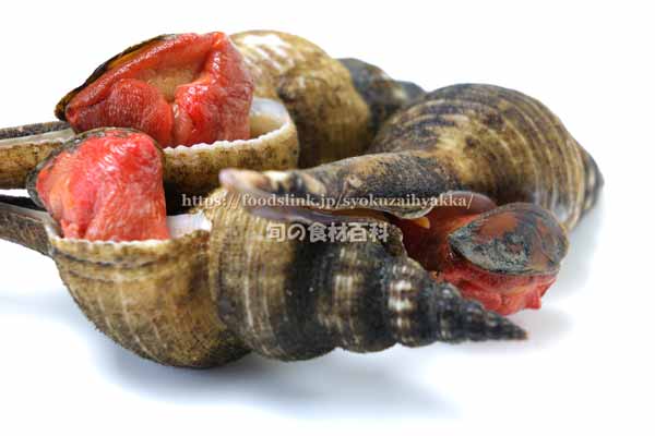 ナガニシ、ハシナガニシ ナガニシ,ハシナガニシ