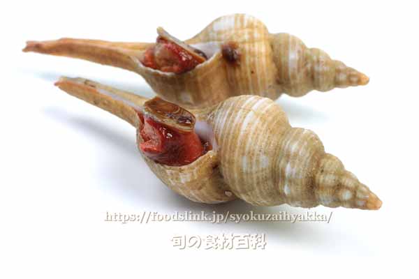 ナガニシ、ハシナガニシ ナガニシ,ハシナガニシ