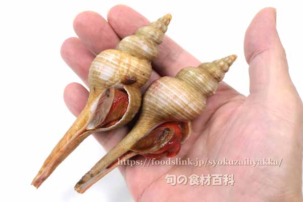ナガニシ、ハシナガニシ ナガニシ,ハシナガニシ