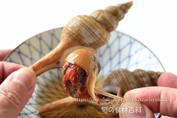 ナガニシのむき身、ハシナガニシ ナガニシのむき身,ハシナガニシ