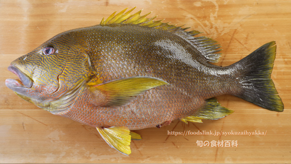 ナミフエダイ- Lutjanus rivulatus -,Blubberlip snapper