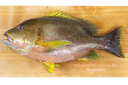 ナミフエダイ- Lutjanus rivulatus -,Blubberlip snapper