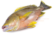 ナミフエダイ- Lutjanus rivulatus -,Blubberlip snapper