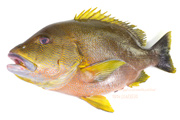 ナミフエダイ- Lutjanus rivulatus -,Blubberlip snapper