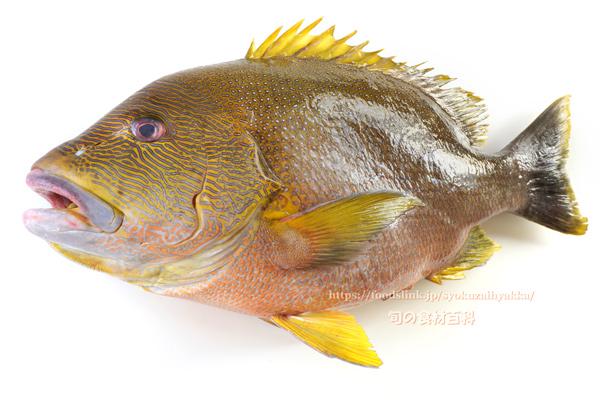 ナミフエダイ- Lutjanus rivulatus -,Blubberlip snapper