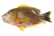 ナミフエダイ- Lutjanus rivulatus -,Blubberlip snapper