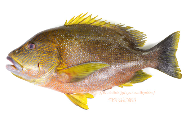 ナミフエダイ- Lutjanus rivulatus -,Blubberlip snapper