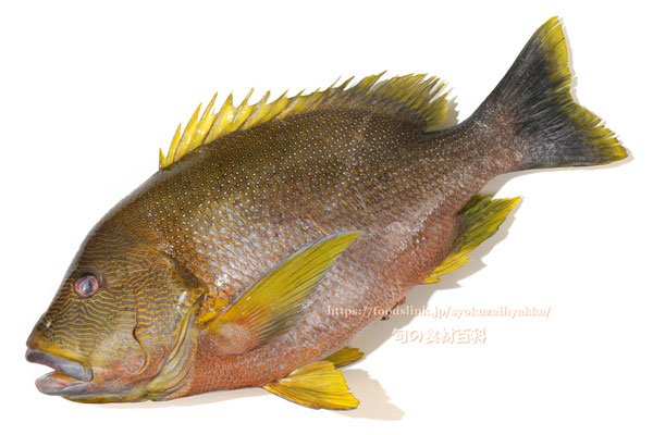 ナミフエダイ- Lutjanus rivulatus -,Blubberlip snapper