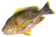 ナミフエダイ- Lutjanus rivulatus -,Blubberlip snapper