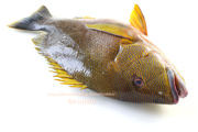 ナミフエダイ- Lutjanus rivulatus -,Blubberlip snapper