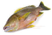 ナミフエダイ- Lutjanus rivulatus -,Blubberlip snapper