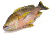 ナミフエダイ- Lutjanus rivulatus -,Blubberlip snapper