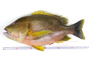 ナミフエダイ- Lutjanus rivulatus -,Blubberlip snapper