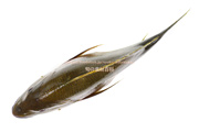 ナミフエダイ- Lutjanus rivulatus -,Blubberlip snapper