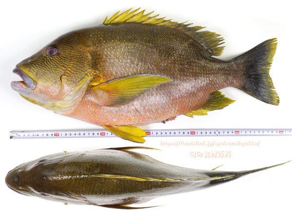 ナミフエダイ- Lutjanus rivulatus -,Blubberlip snapper