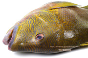 ナミフエダイ- Lutjanus rivulatus -,Blubberlip snapper